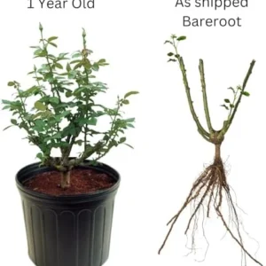 Coral Rose Bush Live Plant, 5-9 Inch, Fragrant Flower Tree, Well-Rooted, Outdoor Indoor