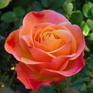 Coral Rose Bush Live Plant, 5-9 Inch, Fragrant Flower Tree, Well-Rooted, Outdoor Indoor