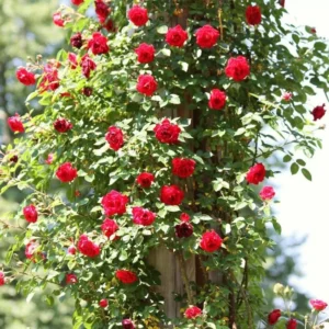 Don Juan Rose Bushes Live Starter Plants, Red Fragrant Climbing Rose, 1 Year Old, Well-Rooted, Outdoor Planting