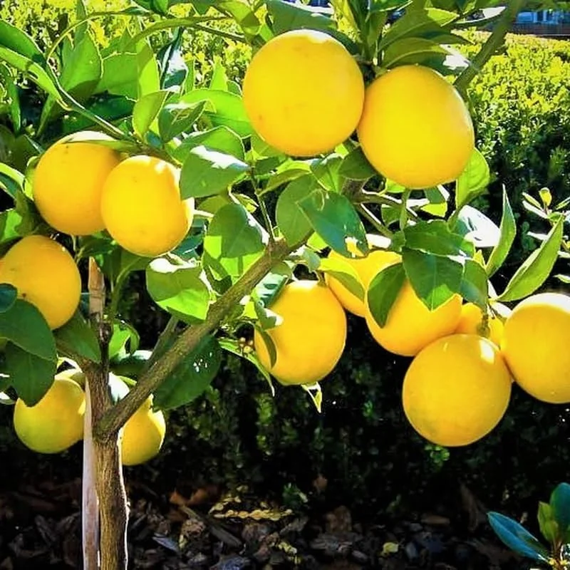 Dwarf Meyer Lemon Tree Live Plant, 1-2 FT Tall, Potted Citrus Bush, Sweet Lemons for Home Gardens