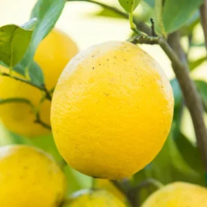 Dwarf Meyer Lemon Tree Live Plant, 1-2 FT Tall, Potted Citrus Bush, Sweet Lemons for Home Gardens