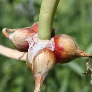 Egyptian Walking Onion Bulbs for Planting Outdoors - 10 Pack - Easy Grow Tree Plant