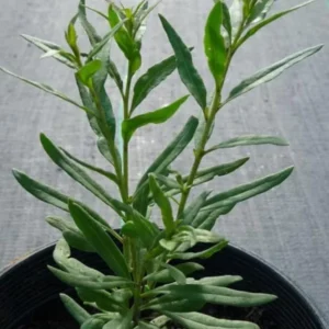 Goji Berry Plants Live - Pack of 2 Goji Berry Bushes for Planting, 4-10 inch Ready to Plant