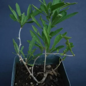 Goji Berry Plants Live - Pack of 2 Goji Berry Bushes for Planting, 4-10 inch Ready to Plant