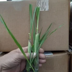Lemon Grass Plants Live Outdoor 15 Pack Well Rooted 4-8 Inch Tall Lemongrass Starter Plants for Indoor Outdoor Planting
