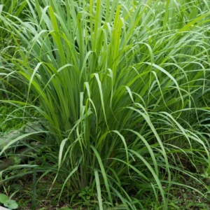 Lemongrass Plants Live - 15 Pack, Established Roots, Outdoor/Indoor Perennial, Zones 9-11