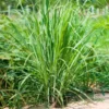 Lemongrass Plants Live Stalks 25 Pack Well Rooted Perennial Indoor Outdoor Starter 3-7 Inches Tall