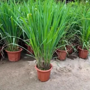 Lemongrass Plants Live Stalks 25 Pack Well Rooted Perennial Indoor Outdoor Starter 3-7 Inches Tall