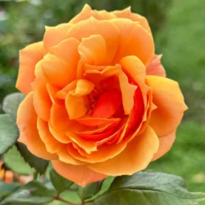 Orange Hybrid Tea Rose Bush Live Plant - 5-9 Inch Tall Fragrant Flowers - Well-Rooted 1 Year Old
