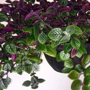 Plectranthus Swedish Ivy Live Plants - 2 Pack, 4-6