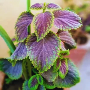 Plectranthus Swedish Ivy Live Plants - 2 Pack, 4-6