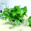 Pothos Live Plant Green Houseplant 5-7 Inch Tall 4 Inch Pot Indoor Gardening Easy Care