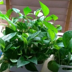 Pothos Live Plant Green Houseplant 5-7 Inch Tall 4 Inch Pot Indoor Gardening Easy Care