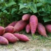 Red Sweet Potato Slips 10 Pack Live Cuttings - Edible Garden & Ornamental Vine