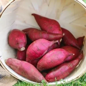 Red Sweet Potato Slips 10 Pack Live Cuttings - Edible Garden & Ornamental Vine