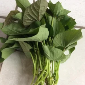 Red Sweet Potato Slips 10 Pack Live Cuttings - Edible Garden & Ornamental Vine