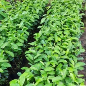 Soursop Tree Live Plant Annona Muricata Sweet Fruit Tree 5-9 Inch Tall Tropical Subtropical