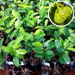 Soursop Tree Live Plant Annona Muricata Sweet Fruit Tree 5-9 Inch Tall Tropical Subtropical