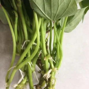 Sweet Potato Slips 15 Mixed Well Rooted Live Plant Vine Cutting Ready to Plant