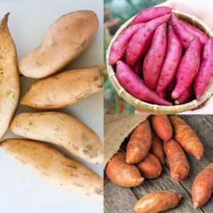 Sweet Potato Slips 15 Mixed Well Rooted Live Plant Vine Cutting Ready to Plant