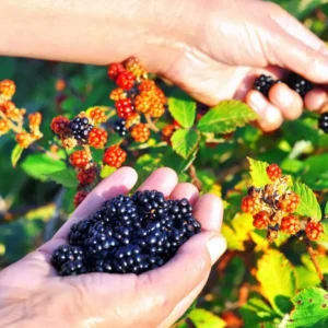 Thornless Blackberry Plants Live for Planting, 5-8 Inch Tall Fruit Bushes