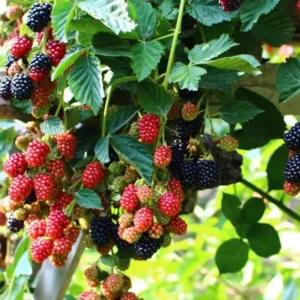 Thornless Blackberry Plants Live for Planting, 5-8 Inch Tall Fruit Bushes