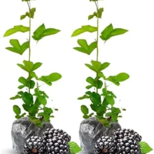Thornless Blackberry Plants Live for Planting, 5-8 Inch Tall Fruit Bushes