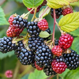 Thornless Blackberry Plants Live for Planting, 5-8 Inch Tall Fruit Bushes