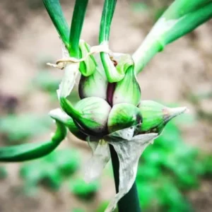 Walking Onion Plants 10 Pack Live Hardy Perennial Vegetable for Outdoor Planting