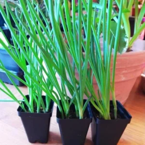 Walking Onion Plants 10 Pack Live Hardy Perennial Vegetable for Outdoor Planting