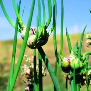 Walking Onion Plants 10 Pack Live Hardy Perennial Vegetable for Outdoor Planting