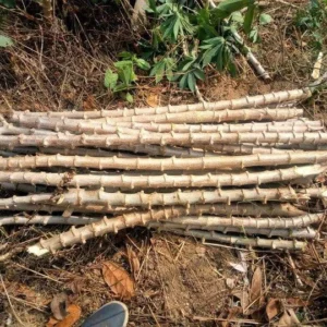 Yuca Cassava Cuttings Sweet Manihot for Planting 6-8 Inch 4-Pack