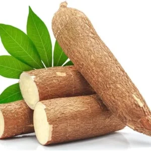 Yuca Cassava Cuttings Sweet Manihot for Planting 6-8 Inch 4-Pack