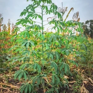 Yuca Cassava Cuttings Sweet Manihot for Planting 6-8 Inch 4-Pack