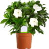 Live Aimee Gardenia Plant Giant Jasmine Flowers Shurb White Double Gardenia Flower Shurb Cape Jasmine Plant 8-12 Inch Tall