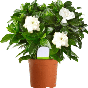 Live Aimee Gardenia Plant Giant Jasmine Flowers Shurb White Double Gardenia Flower Shurb Cape Jasmine Plant 8-12 Inch Tall