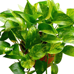 Golden Pothos Live Plant