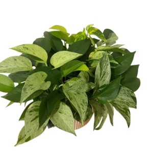 3 Assorted Pothos Live Plants Climbing Pothos Vine Epipremnum Houseplant Indoor Outdoor 4-6 Inch Tall