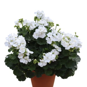Set 2 White Geraniums Flower Plants