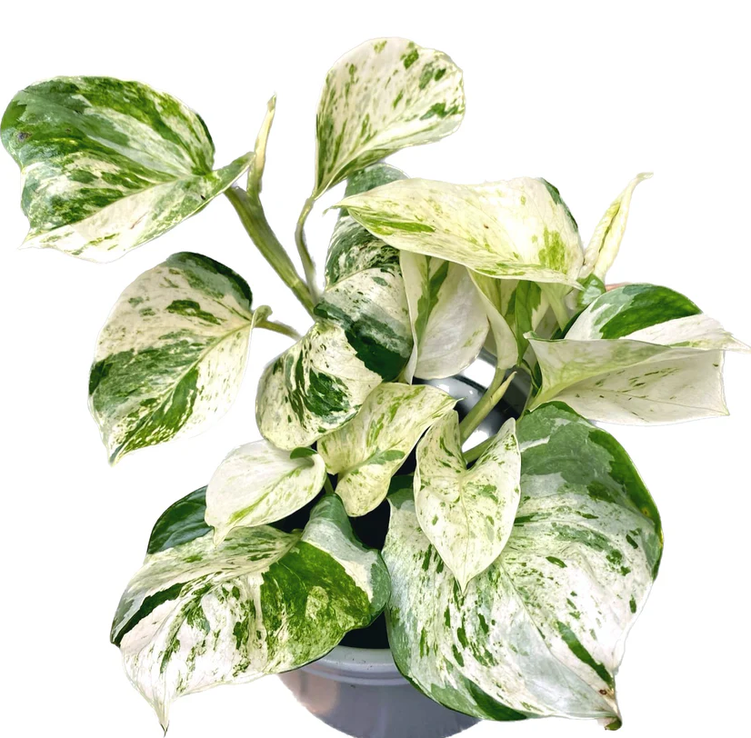 Manjula Pothos Live Plant - Image 2