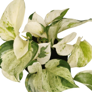 Manjula Pothos Live Plant