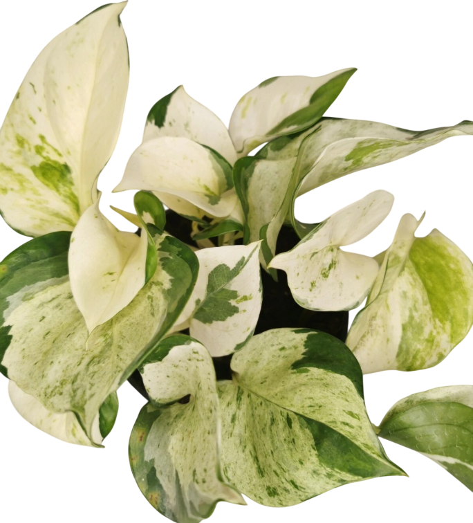 Manjula Pothos Live Plant